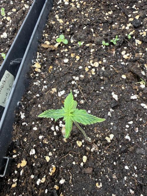 Pineapple Expresses Auto. Week 1