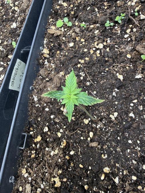 Pineapple Expresses Auto. Week 1