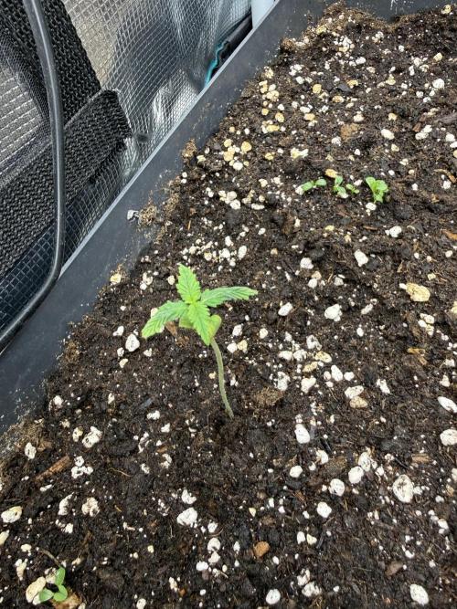 Ztrawberriez Auto. Week 1