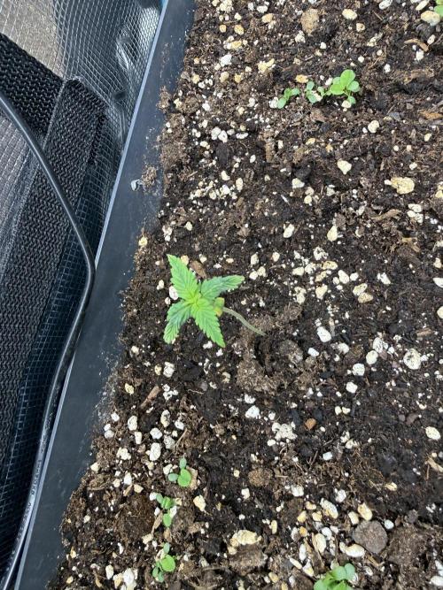 Ztrawberriez Auto. Week 1