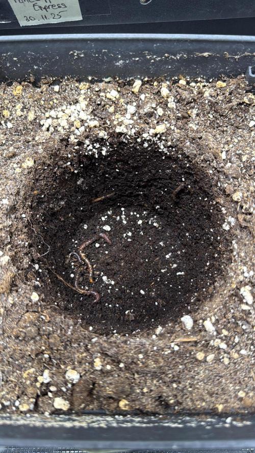 Ztrawberriez Auto. Week 1