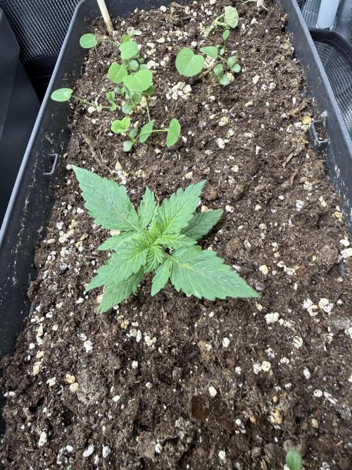 Blue Dream Auto. Week 2