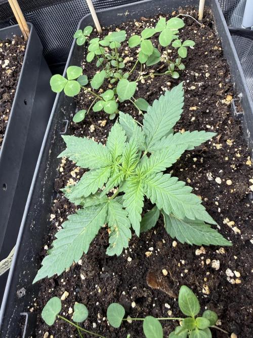 Blue Dream Auto. Week 2