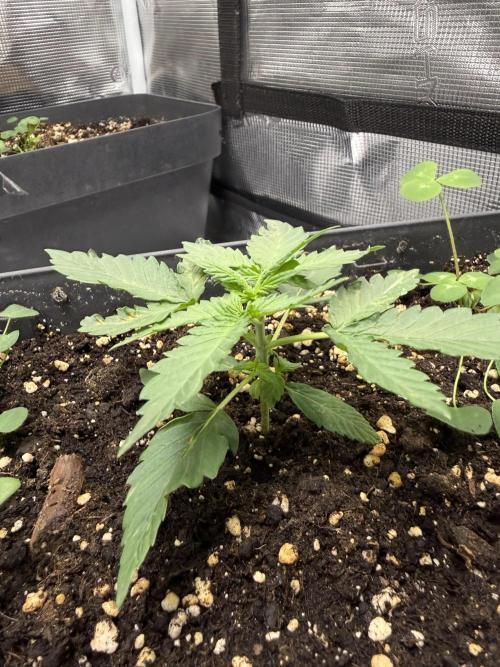 Blue Dream Auto. Week 2