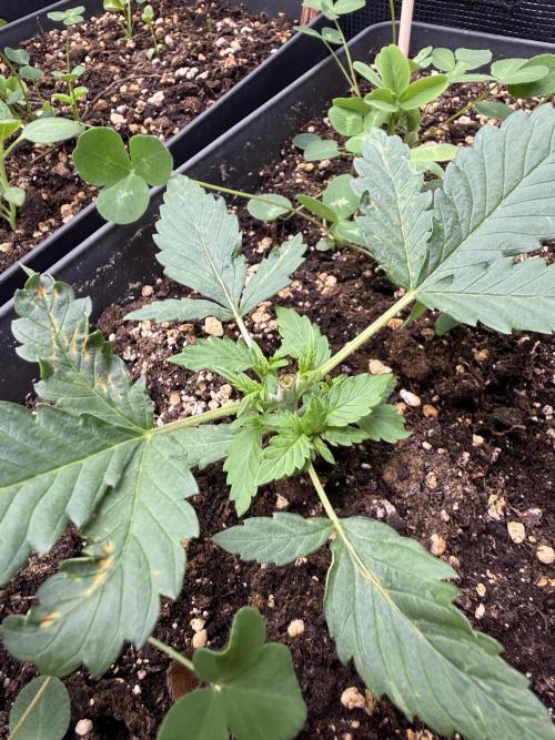 Blue Dream Auto. Week 3