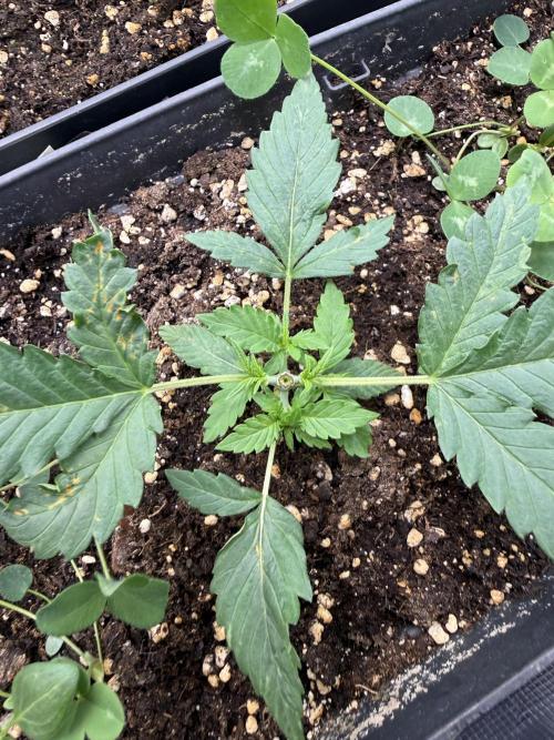 Blue Dream Auto. Week 3