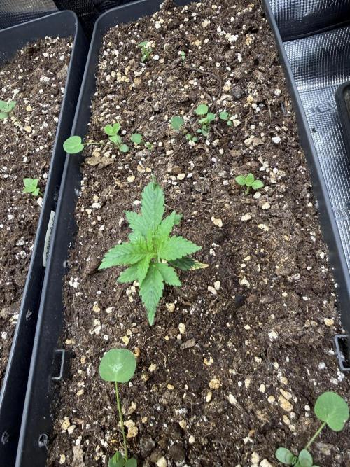 Pineapple Expresses Auto. Week 2