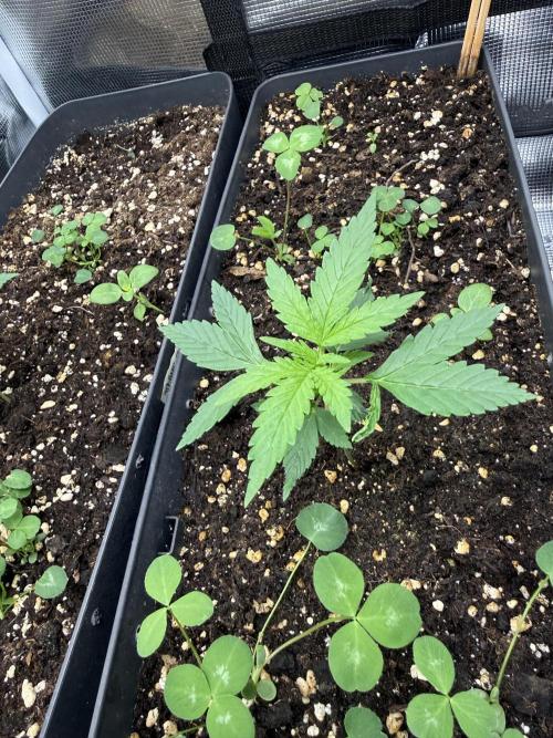 Pineapple Expresses Auto. Week 2