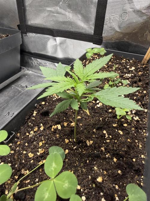 Pineapple Expresses Auto. Week 2