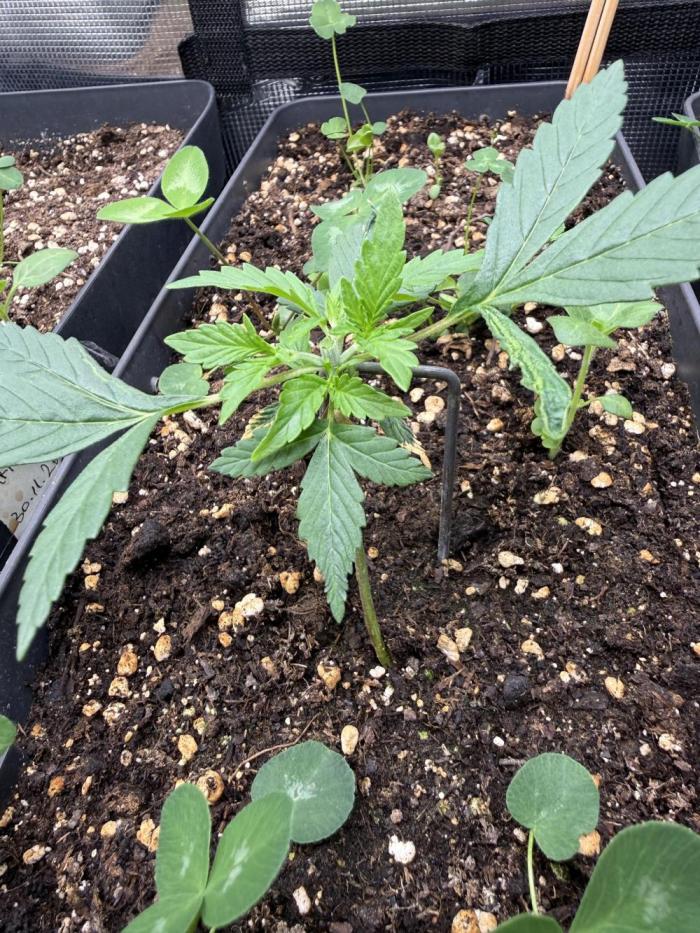 Pineapple Expresses Auto. Week 3