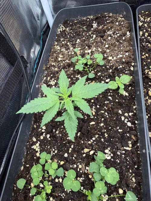 Ztrawberriez Auto. Week 2