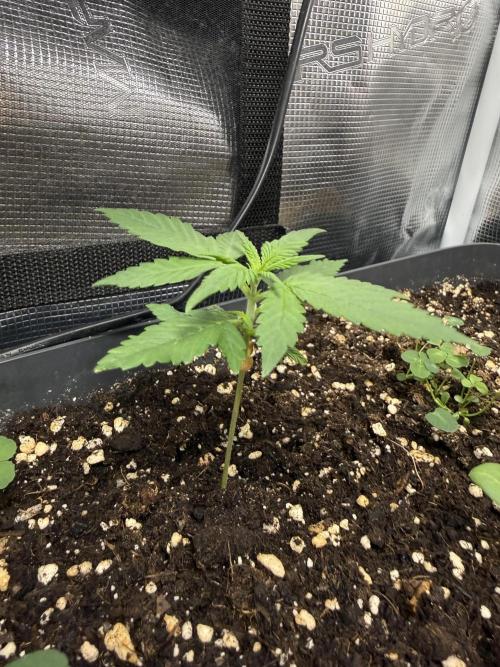Ztrawberriez Auto. Week 2