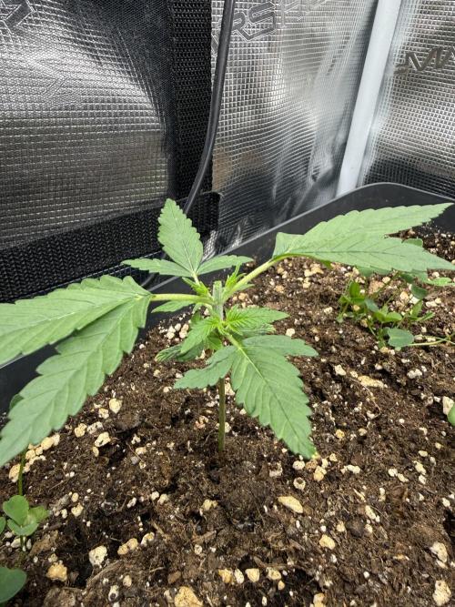 Ztrawberriez Auto. Week 3