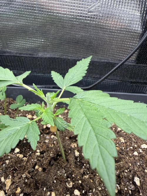 Ztrawberriez Auto. Week 3