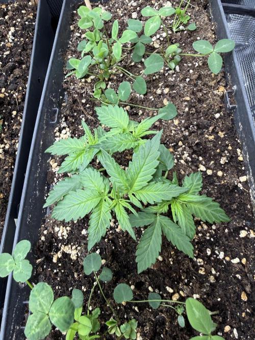 Blue Dream Auto. Week 3