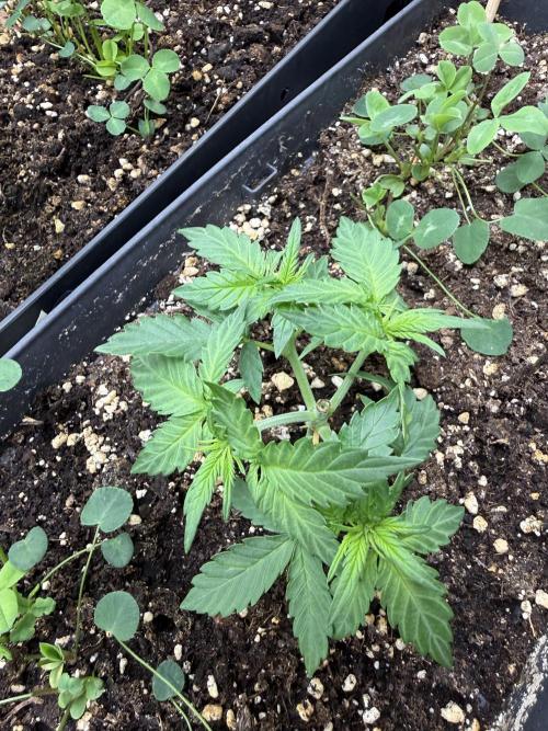 Blue Dream Auto. Week 3