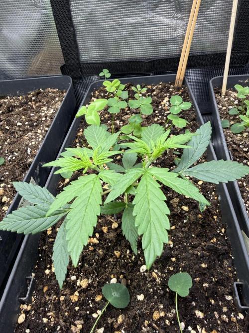 Pineapple Expresses Auto. Week 3