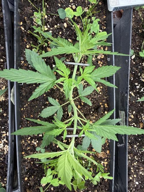 Pineapple Expresses Auto. Week 3