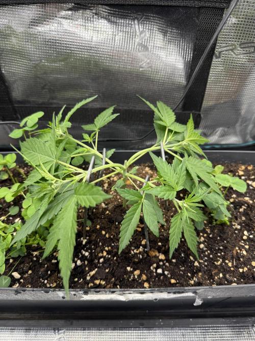 Ztrawberriez Auto. Week 3