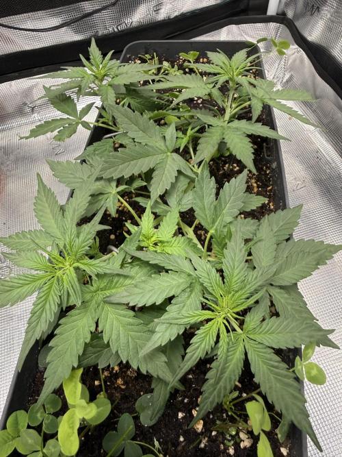 Blue Dream Auto. Week 4