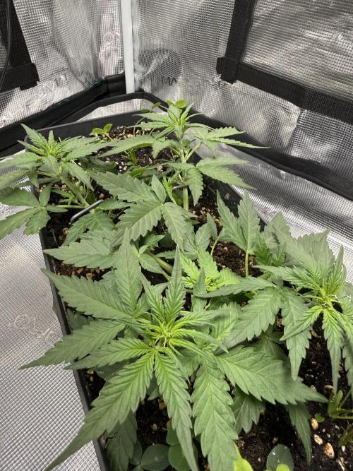 Blue Dream Auto. Week 4