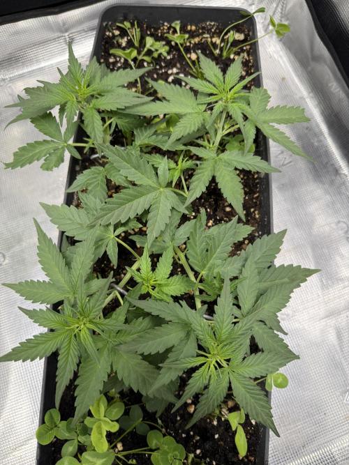 Blue Dream Auto. Week 4