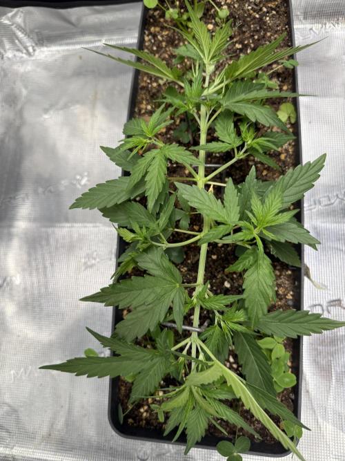 Pineapple Expresses Auto. Week 4