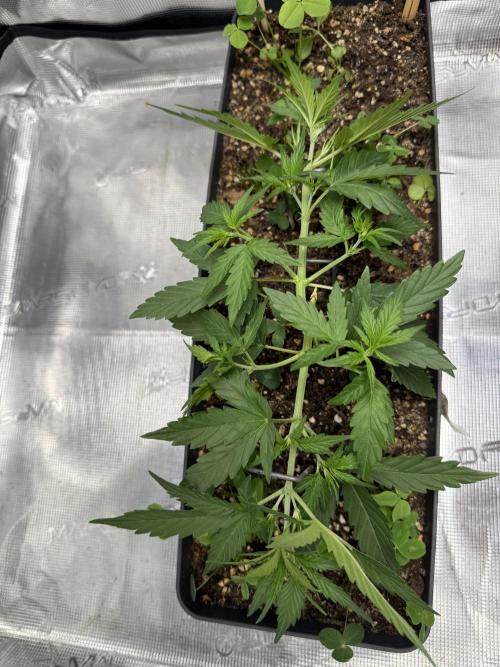 Pineapple Expresses Auto. Week 4