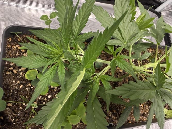 Pineapple Expresses Auto. Week 4