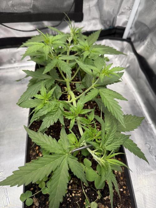 Pineapple Expresses Auto. Week 4