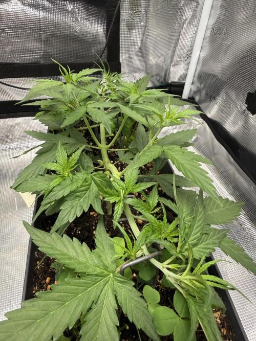 Pineapple Expresses Auto. Week 4