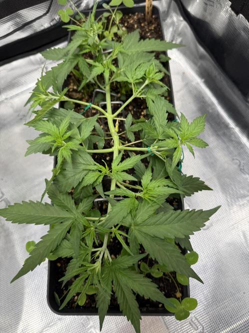 Pineapple Expresses Auto. Week 4