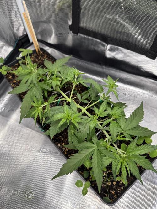 Pineapple Expresses Auto. Week 4