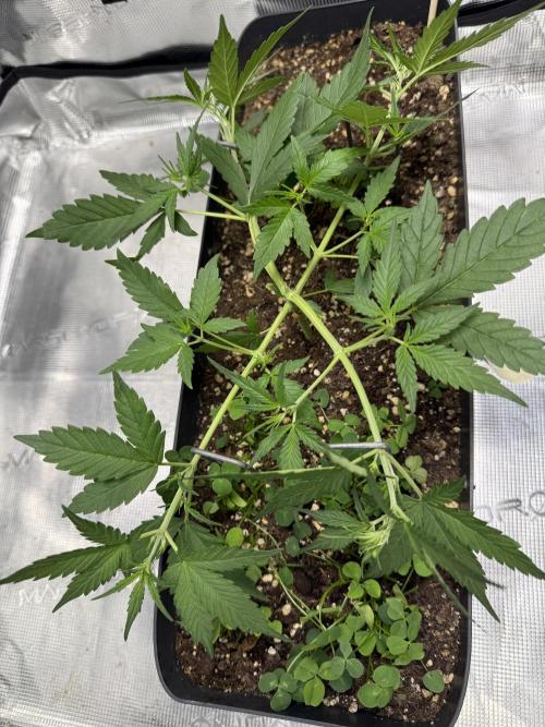 Ztrawberriez Auto. Week 4