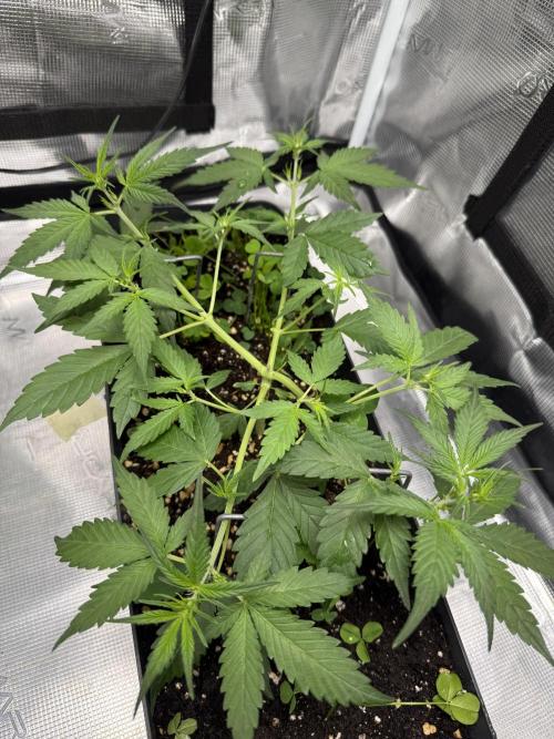 Ztrawberriez Auto. Week 4