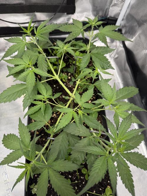 Ztrawberriez Auto. Week 4