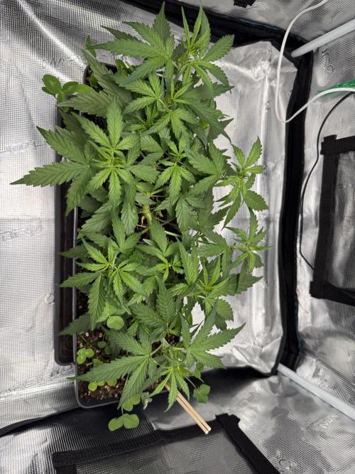 Pineapple Expresses Auto. Week 5