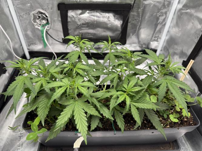 Pineapple Expresses Auto. Week 5