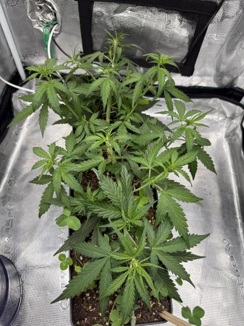 Pineapple Expresses Auto. Week 5