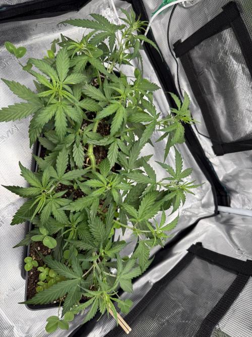 Pineapple Expresses Auto. Week 5