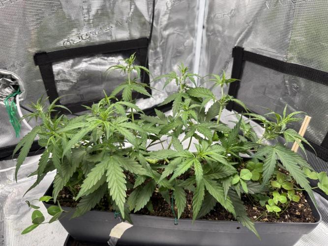 Pineapple Expresses Auto. Week 5