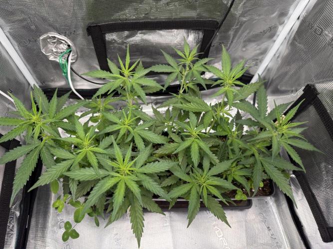 Pineapple Expresses Auto. Week 5