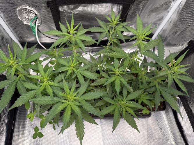 Pineapple Expresses Auto. Week 5