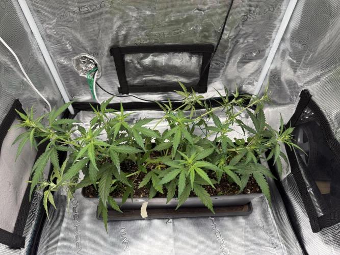 Pineapple Expresses Auto. Week 5