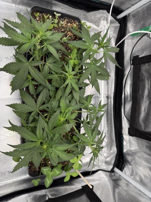 Blue Dream Auto. Week 5