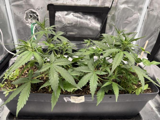 Blue Dream Auto. Week 5