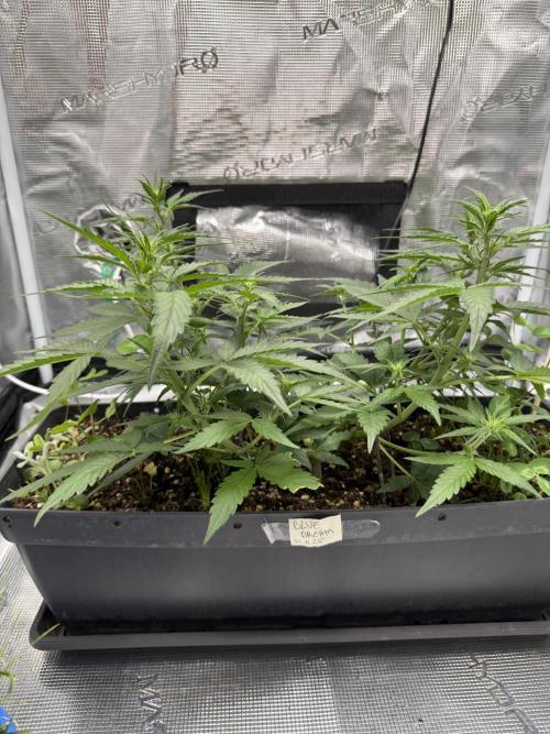 Blue Dream Auto. Week 5