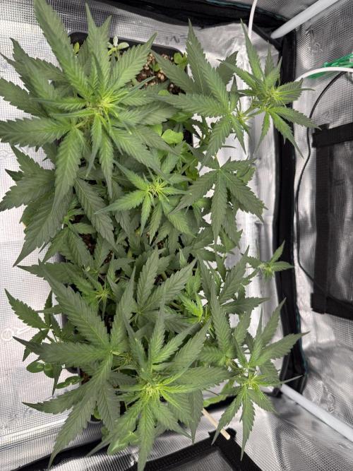 Blue Dream Auto. Week 5