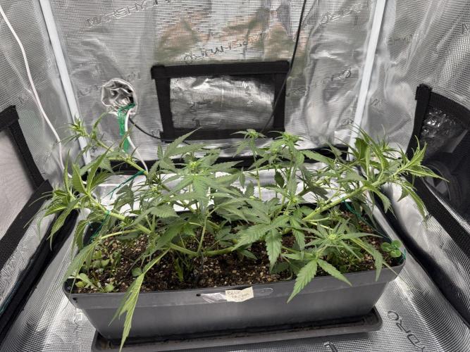 Blue Dream Auto. Week 5