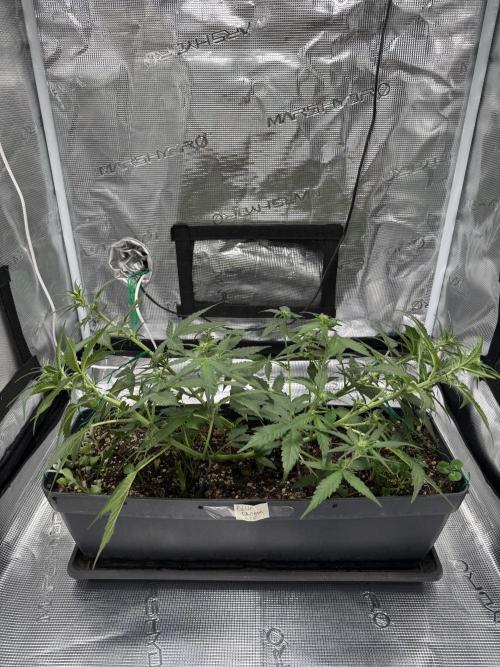 Blue Dream Auto. Week 5